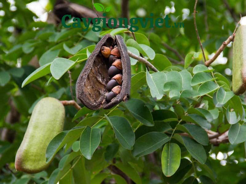 Cây trồng rừng Cây trồng rừng