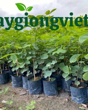 Cây Trắc Đỏ Cây giống trắc đỏ- Cây giống Việt