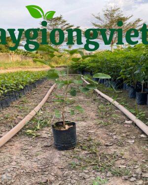 Cây Trắc Đỏ Cây giống trắc đỏ- Cây giống Việt