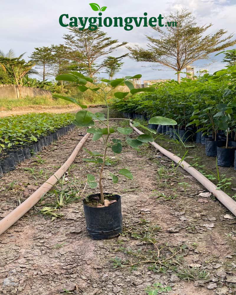 Cây Trắc Đỏ Cây giống trắc đỏ- Cây giống Việt