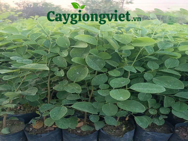 Cây Trắc Đỏ Kỹ thuật trồng cây trắc đỏ