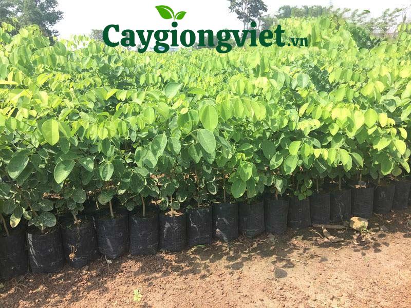 Hướng dẫn chăm sóc cây trắc đỏ