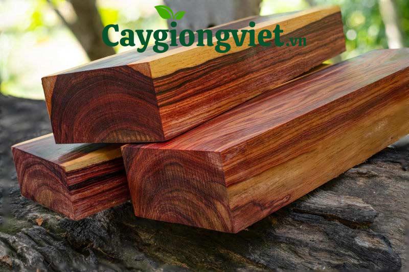 Gỗ cây trắc đỏ