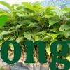 Cây Gù Hương (xá xị) Cây gù hương xá xị