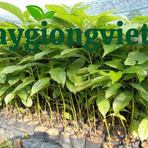Cây gù hương xá xị