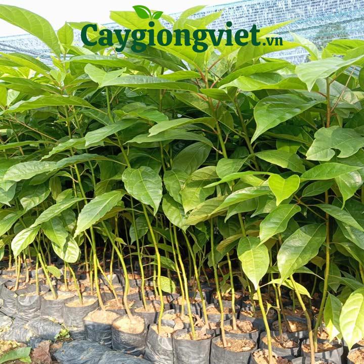Cây Gù Hương (xá xị) Cây gù hương xá xị