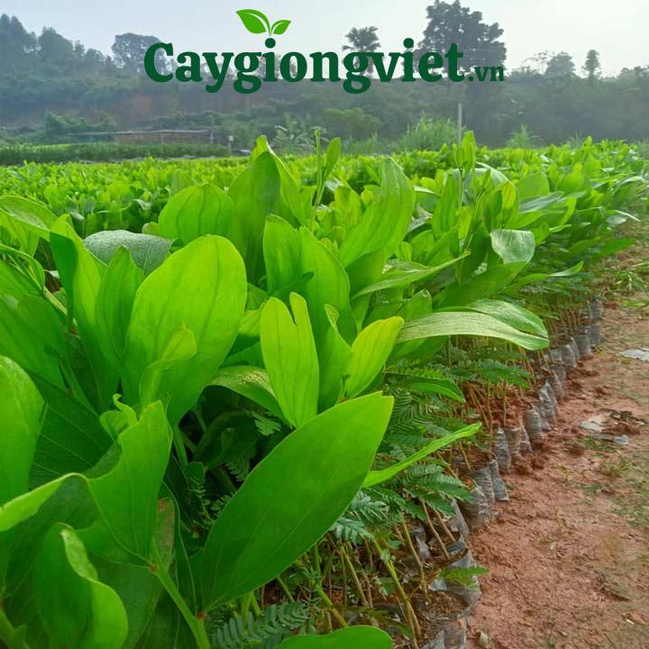 cây keo lai