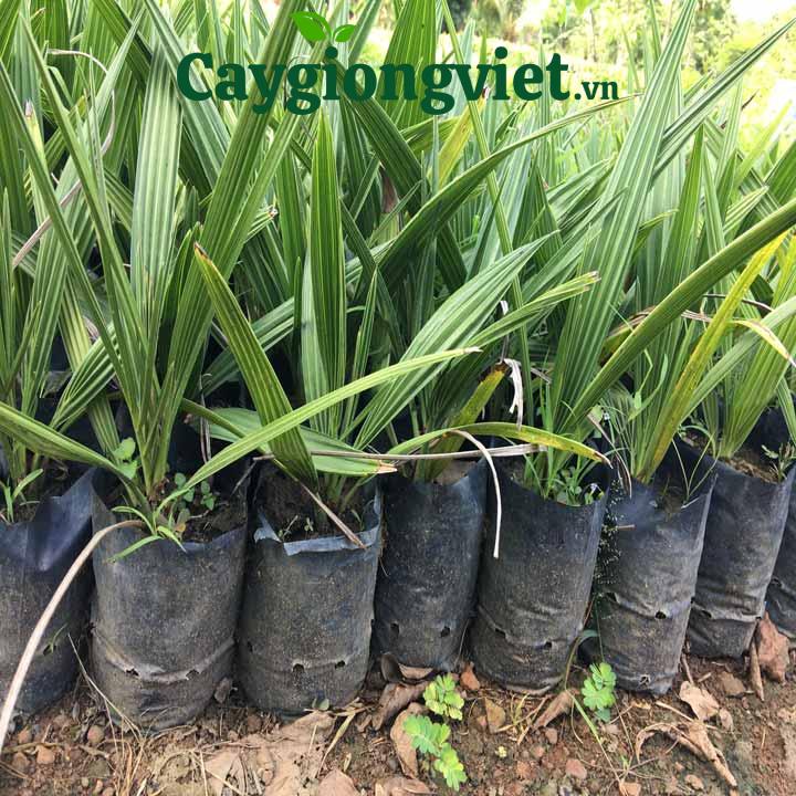 Cây Chà Là cây chà là