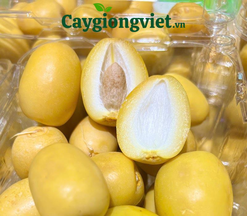 Cây chà là giống