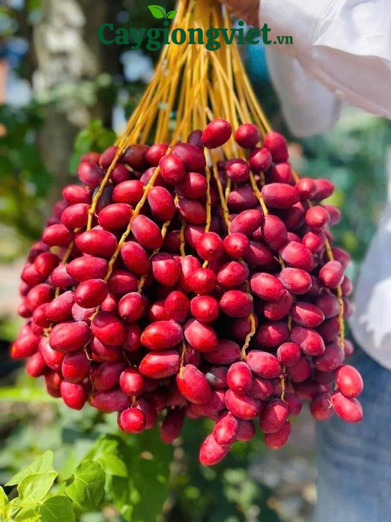 Cây chà là giống