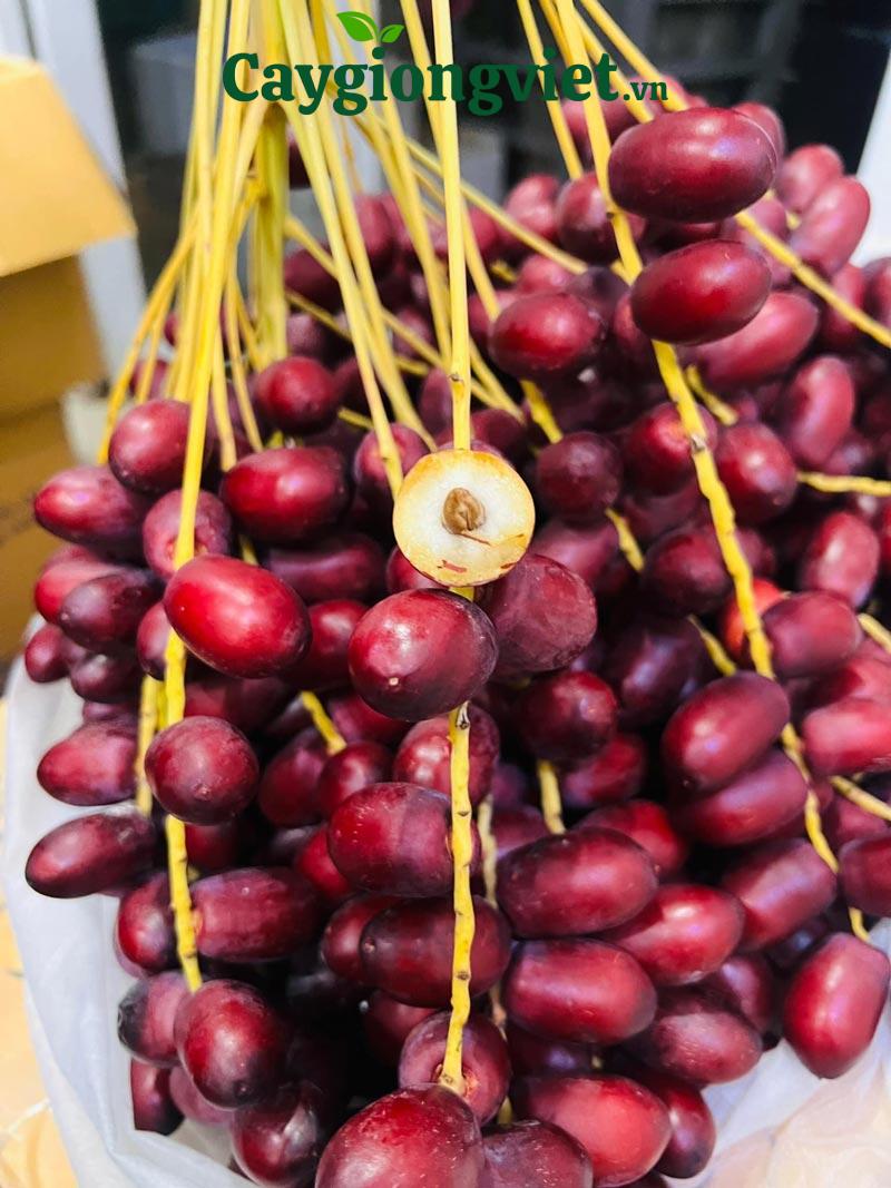 Cây chà là giống