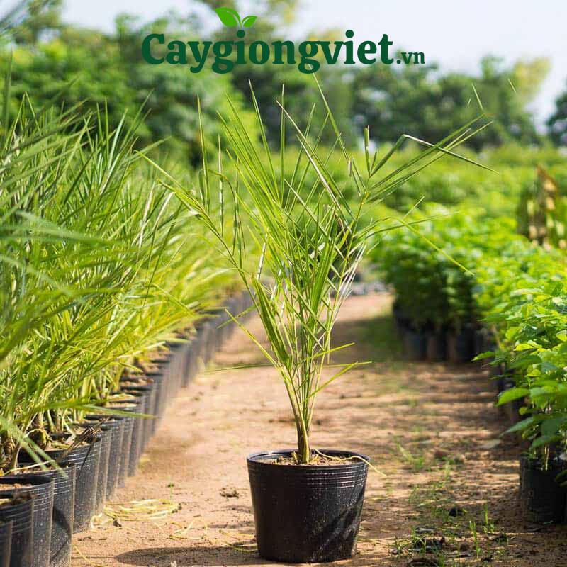 Cây chà là giống