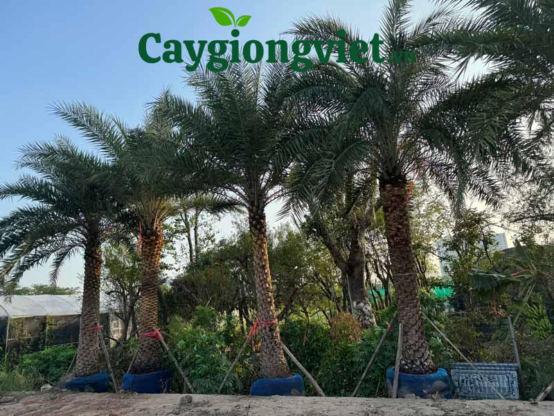 Cây chà là giống