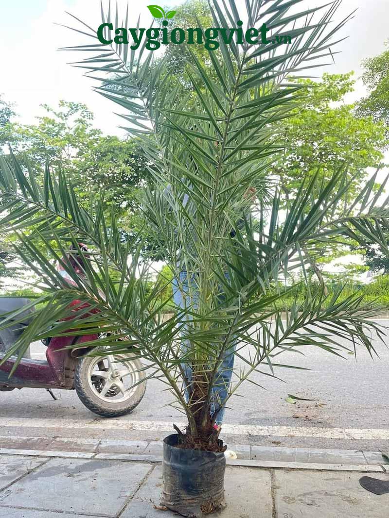 Cây chà là giống