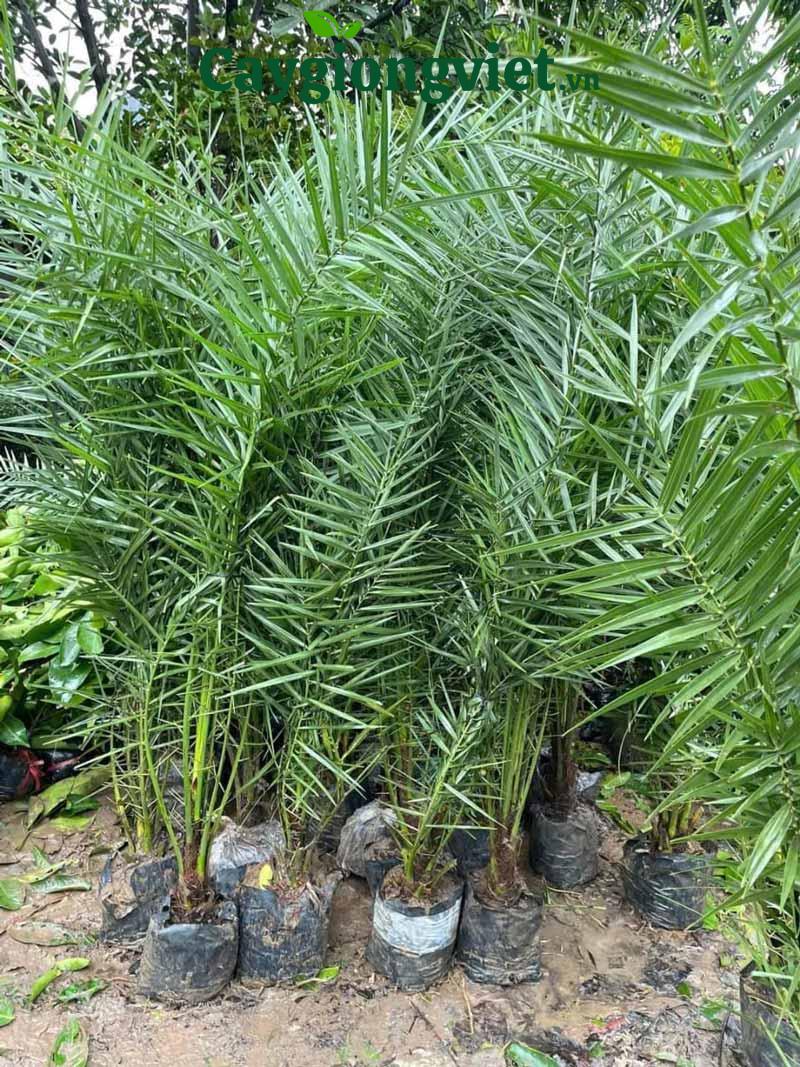 Cây chà là giống