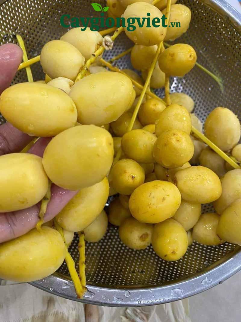 Cây chà là giống