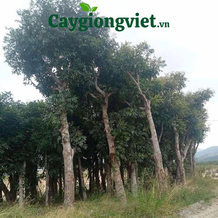 Cây xà cừ công trình Cây xà cừ