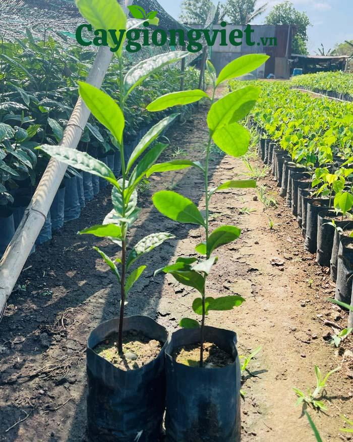 Bầu cây Cây chè xanh giống