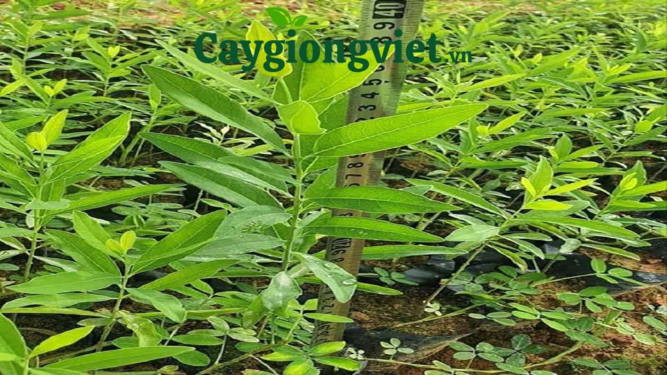 Cây Đàn Hương Trắng Cây đàn hương trắng