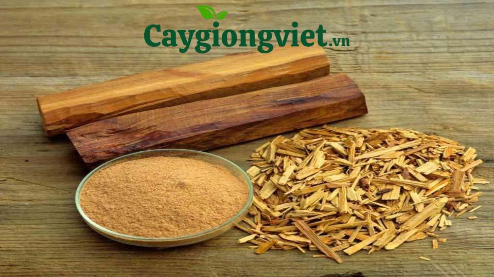 Cây đàn hương trắng