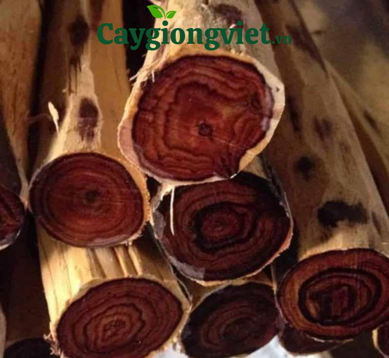 gỗ cây trắc đỏ