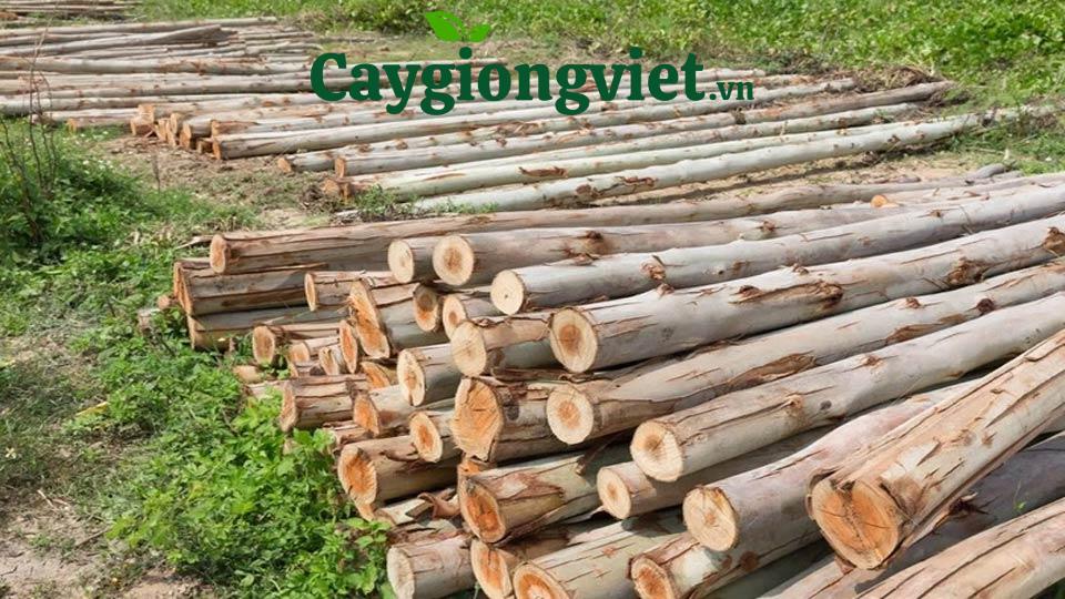 Cây Bạch đàn lấy gỗ
