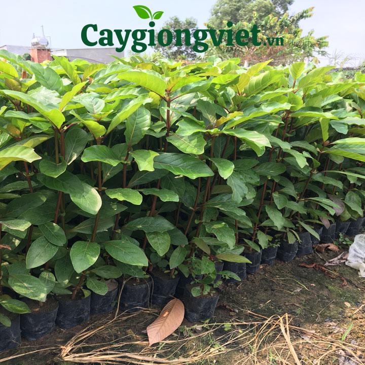 Cây gáo vàng