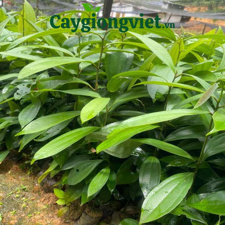 Cây quế Que DD