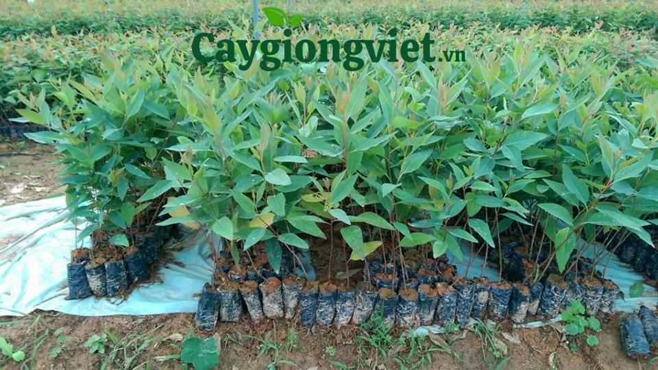 Cây giống bạch đàn