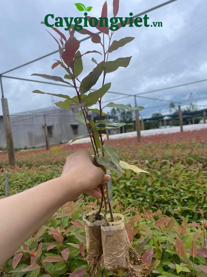 Cây giống Việt cung cấp Cây bạch đàn giống