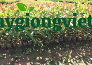 Ươm giống cây bạch đàn