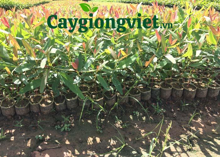Cây Bạch Đàn Ươm giống cây bạch đàn
