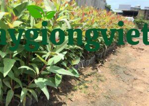 cây trồng rừng