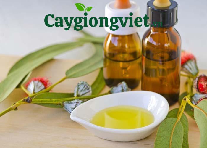 Bầu Cây bạch đàn giống