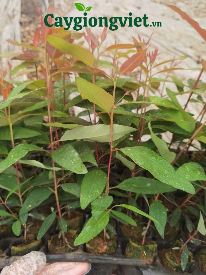 Cây bạch đàn giống