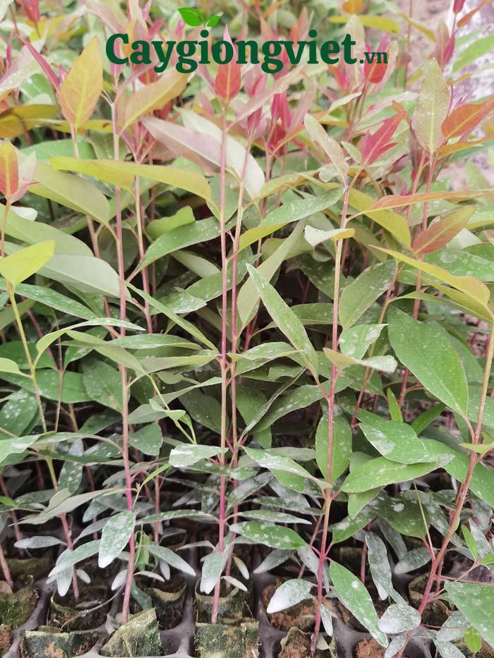 Cây bạch đàn giống