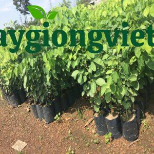 Cây trắc đỏ