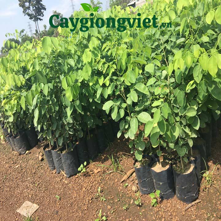 Cây Trắc Đỏ Cây trắc đỏ
