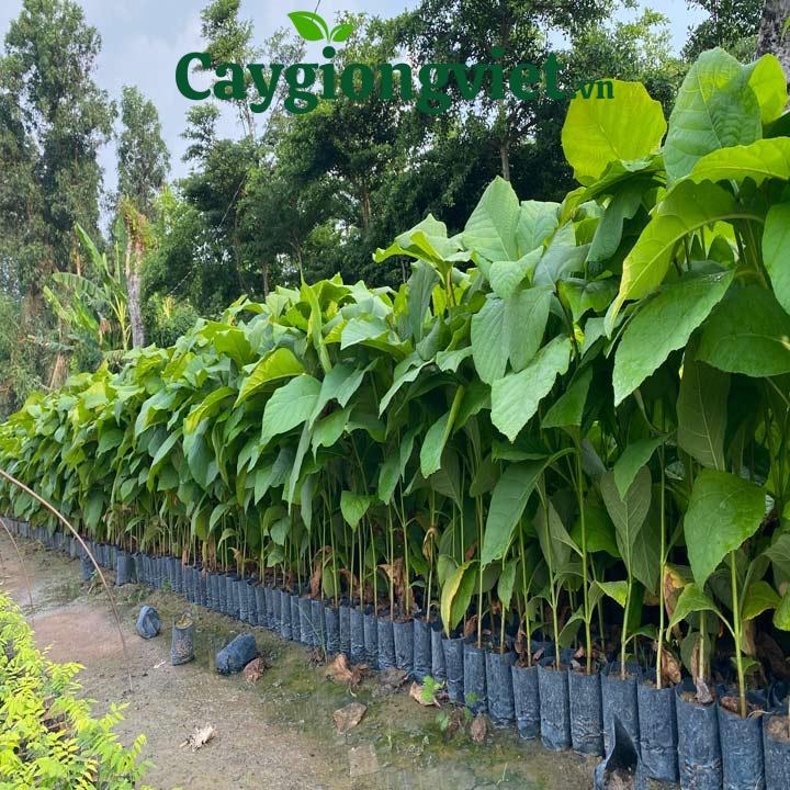 Cây Giáng Hương Cây giáng hương giống
