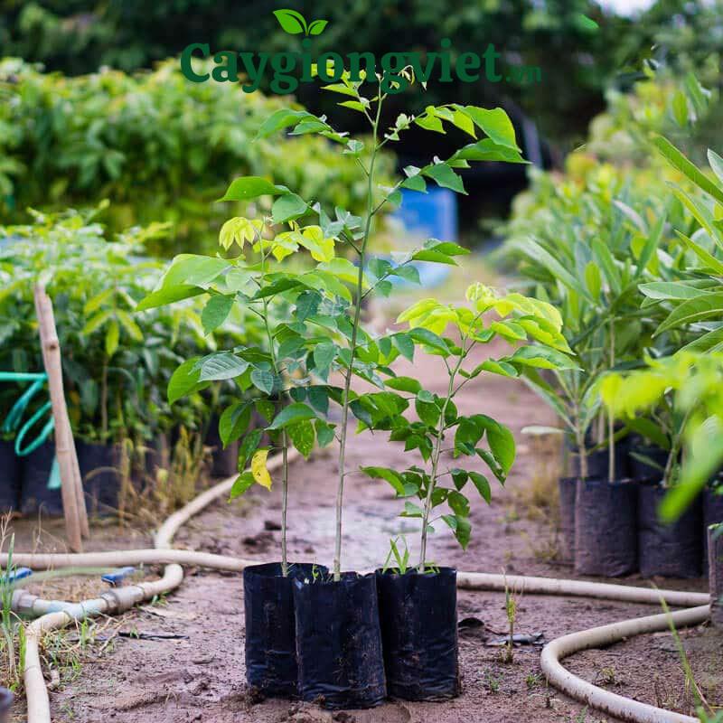 Cây giáng hương giống