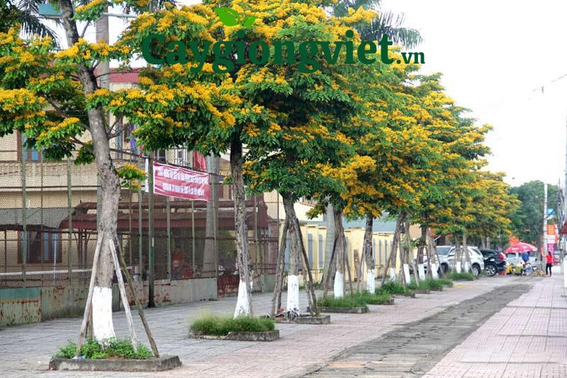 Cây giáng hương giống
