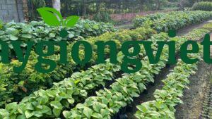 Cây Giáng Hương https://caygiongviet.vn/cay-giang-huong-cong-trinh/