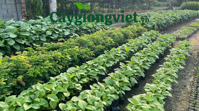 Cây Giáng Hương https://caygiongviet.vn/cay-giang-huong-cong-trinh/