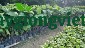 Cây Giáng Hương cây giáng hương