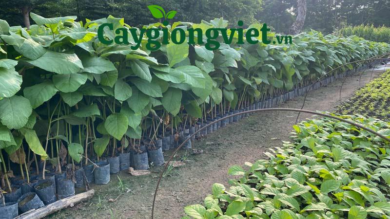 Cây Giáng Hương cây giáng hương