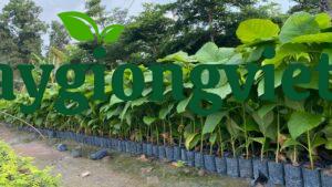 Cây giáng hương giống