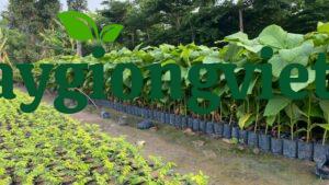 Cây Giáng Hương Cây giáng hương giống