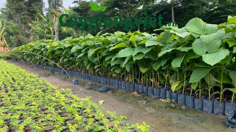 Cây Giáng Hương Cây giáng hương giống