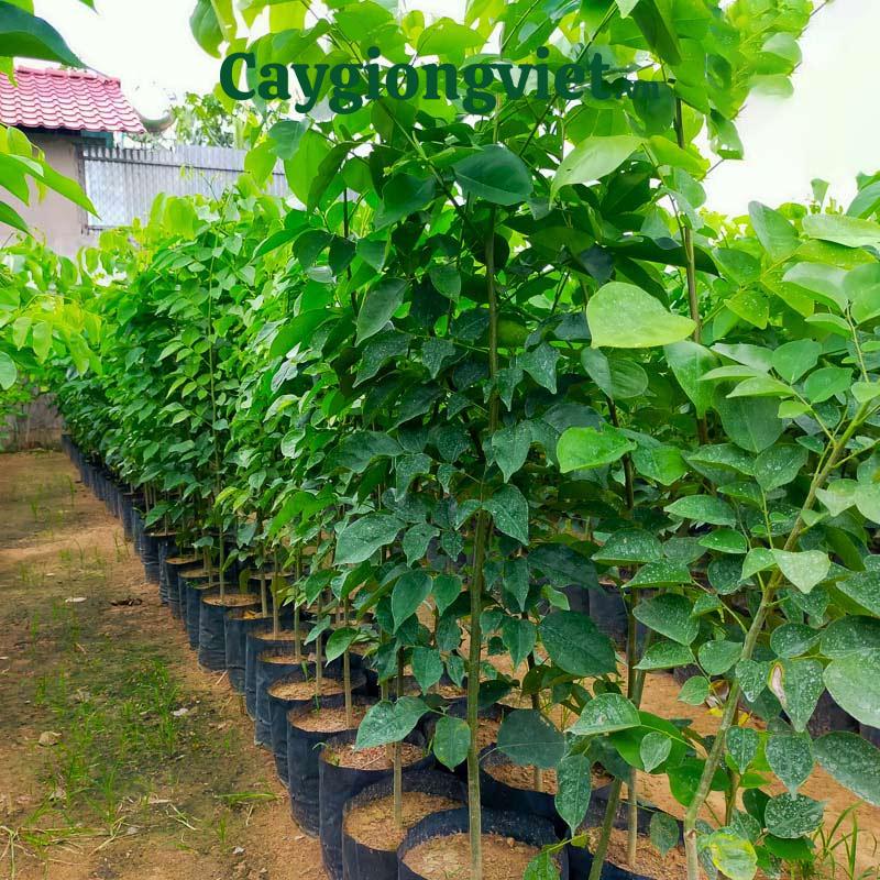 Cây giáng hương giống