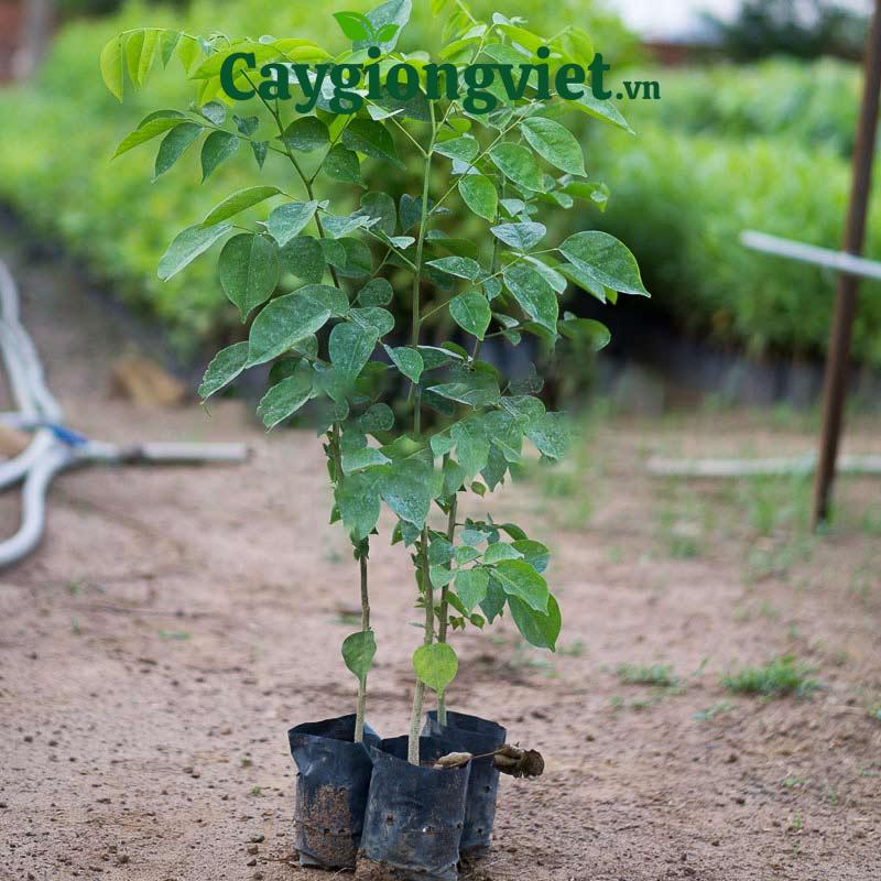 cây giáng hương
